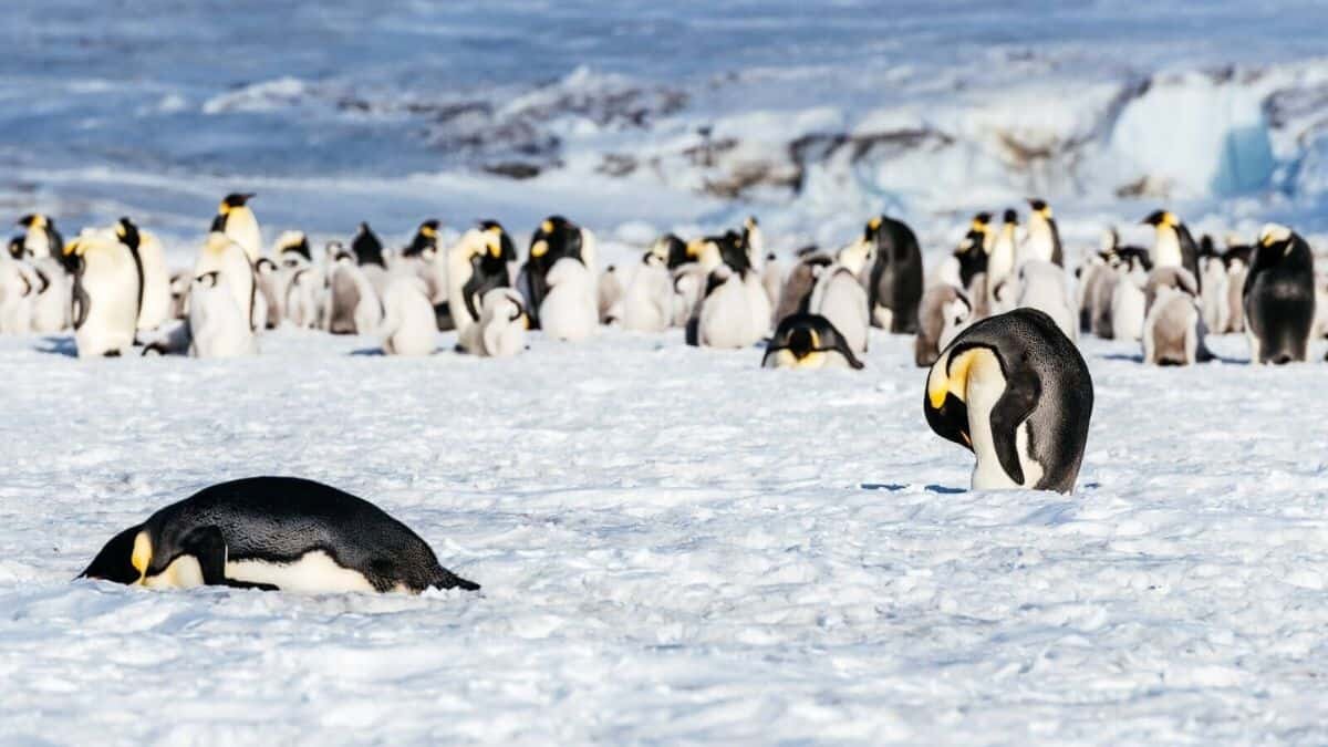 Preocupa aparición de microplástico en dieta de pingüinos antárticos