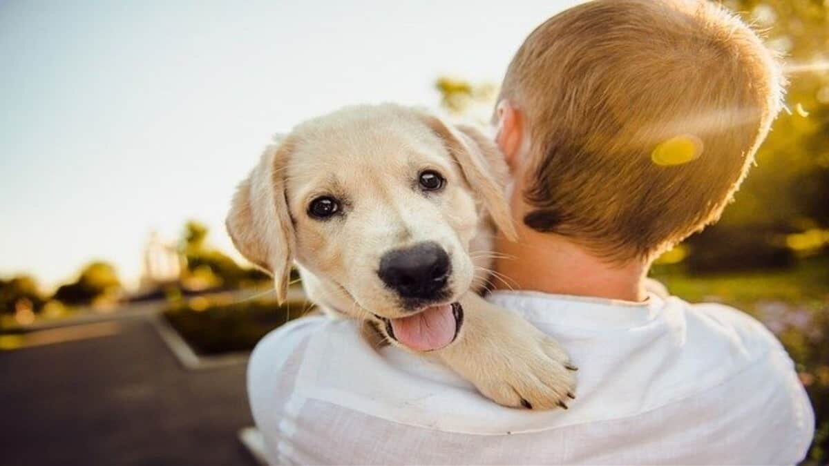 ¡Amigo fiel! Este el origen y significado del Día Mundial del perro