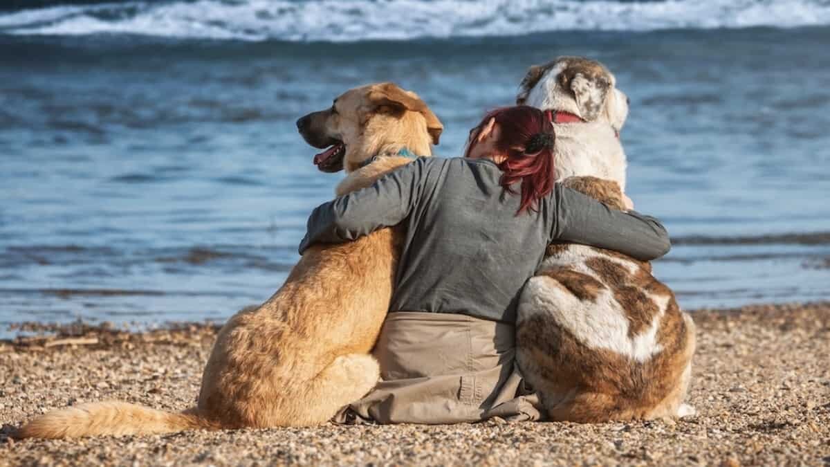 ¡Amigo fiel! Este el origen y significado del Día Mundial del perro