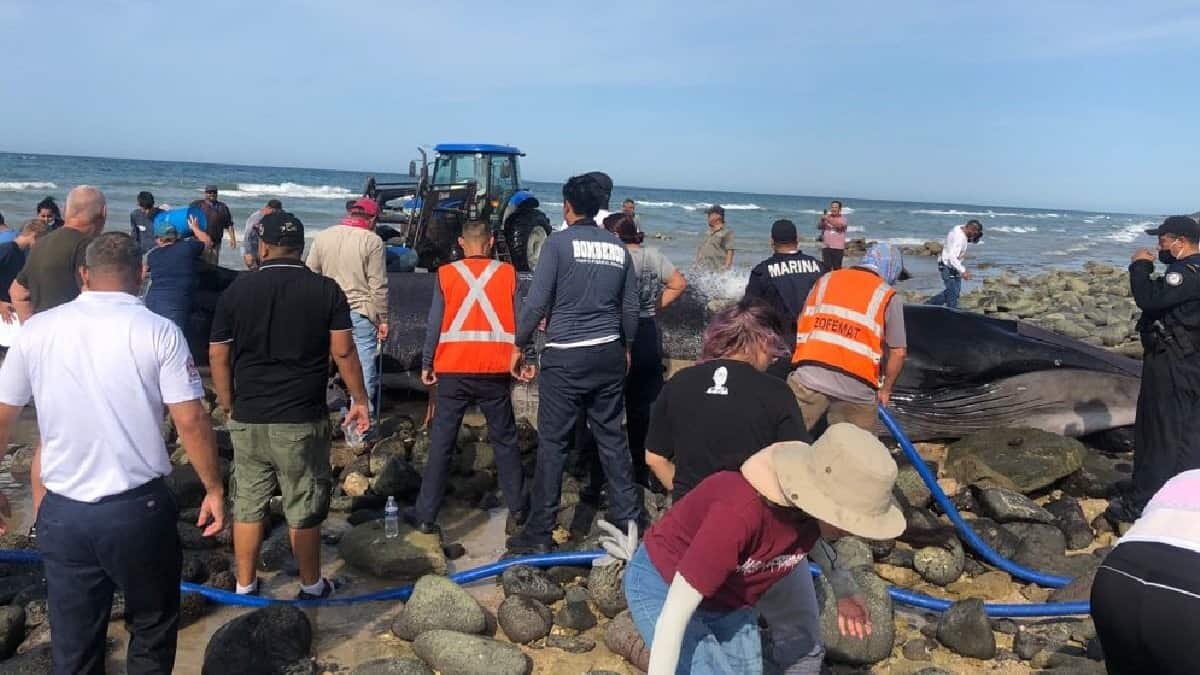 El animal de 5 toneladas quedó atrapado en la playa luego de que se acercó en búsqueda de alimento.