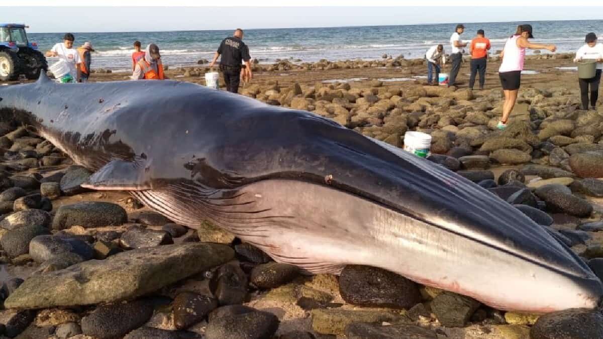 El animal de 5 toneladas quedó atrapado en la playa luego de que se acercó en búsqueda de alimento.