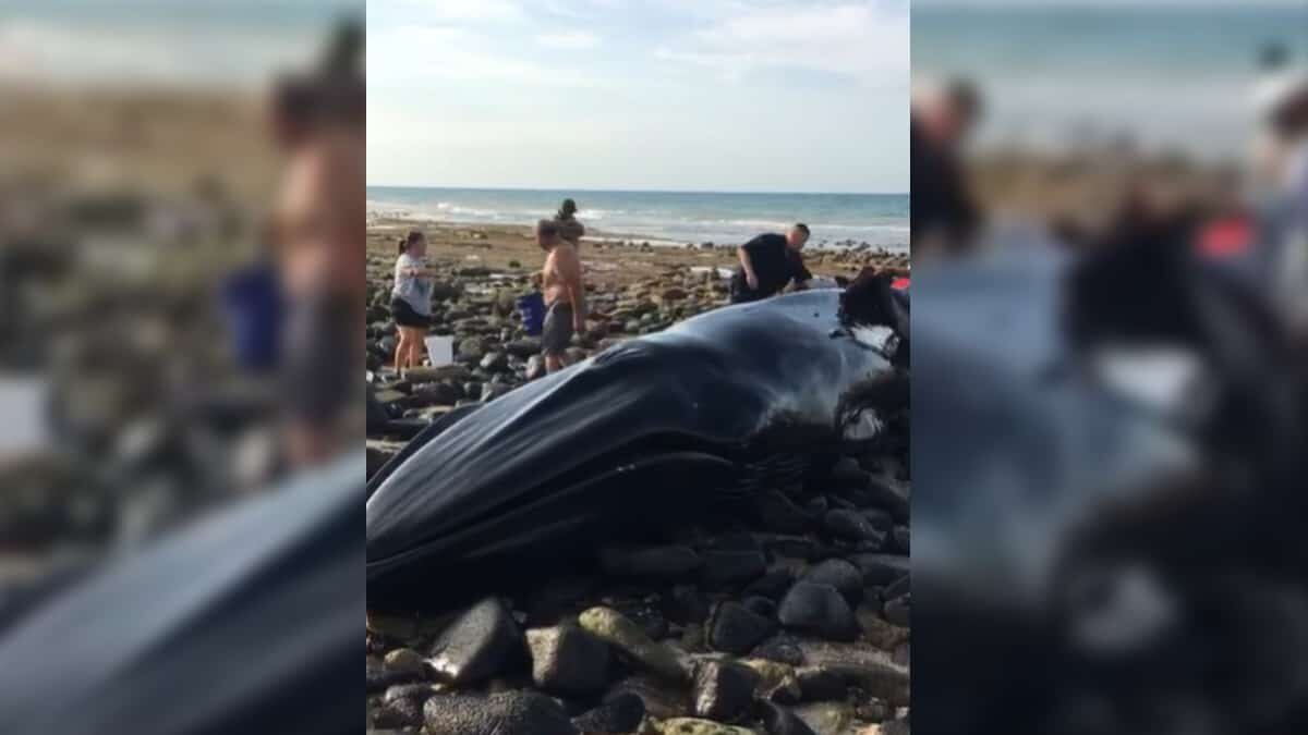 El animal de 5 toneladas quedó atrapado en la playa luego de que se acercó en búsqueda de alimento.