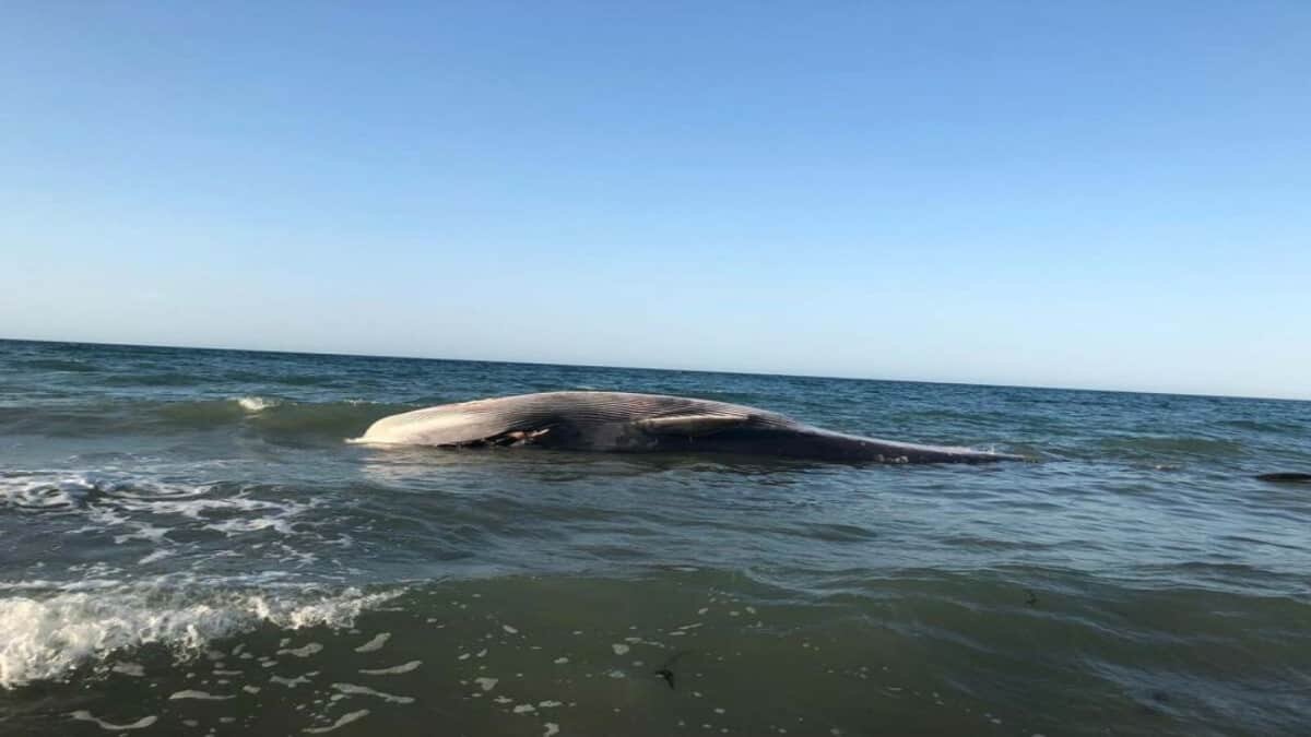 Encuentran muerta a ballena rescatada en playa de Puerto Peñasco