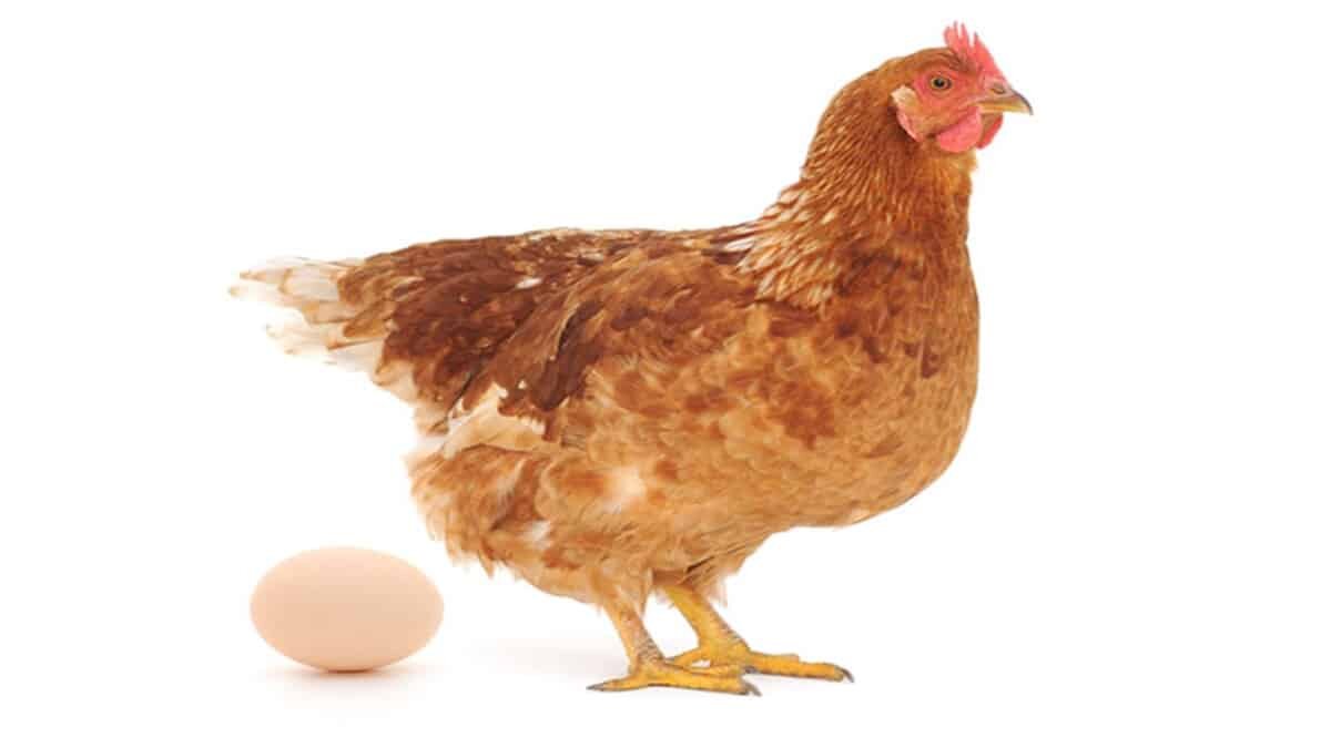 El color de un huevo está determinado por la raza de la gallina