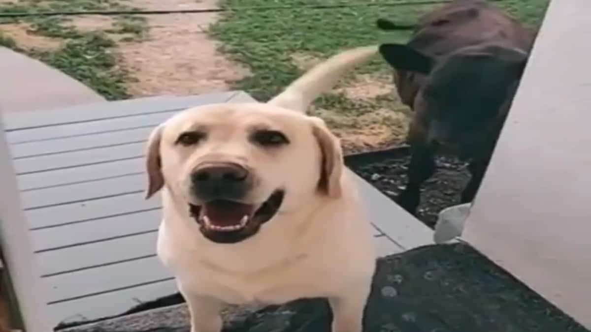 ¡Mi vida! Perrito regresa a casa con una vaca y quiere que la dejen entrar