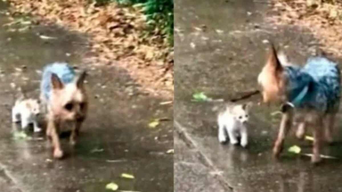 Perrito lleva a casa a gato bebé para que sea adoptado