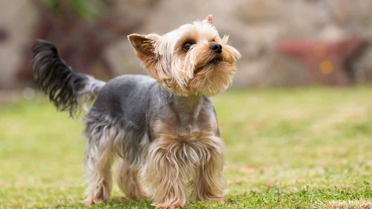 Perrito lleva a casa a gato bebé para que sea adoptado