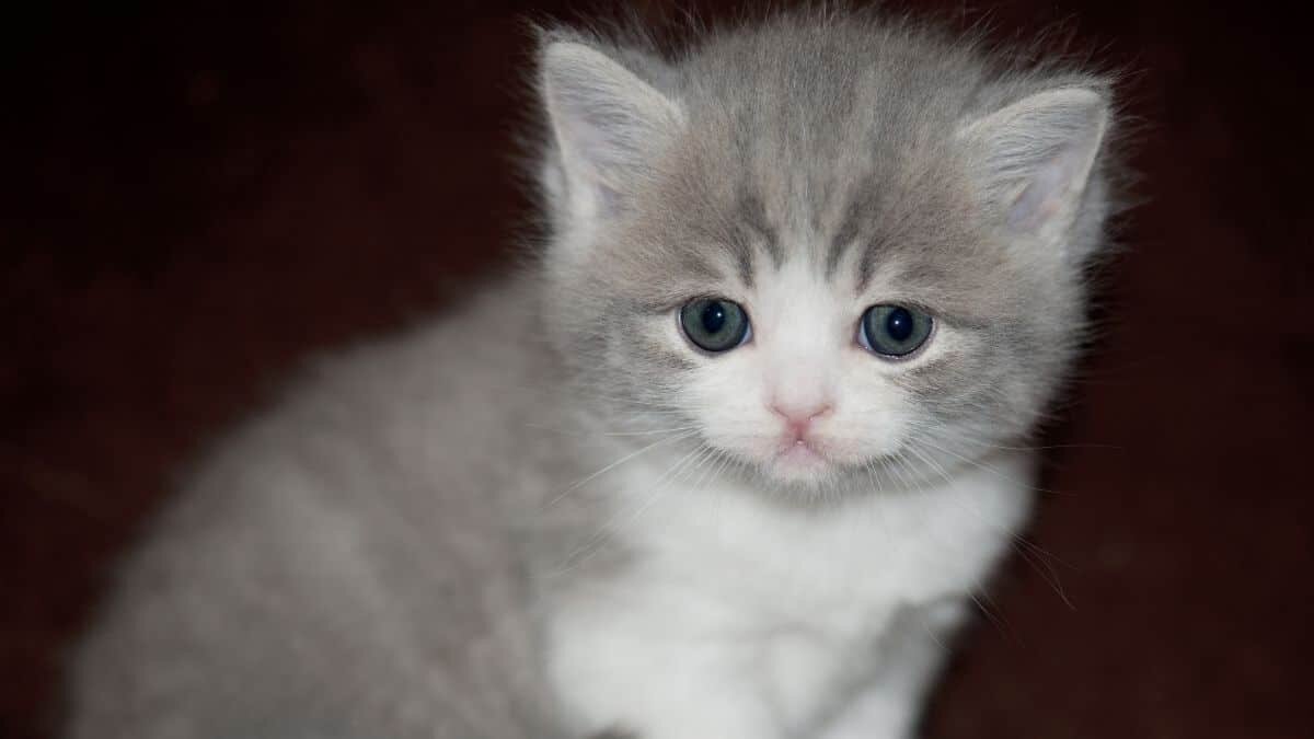 Perrito lleva a casa a gato bebé para que sea adoptado