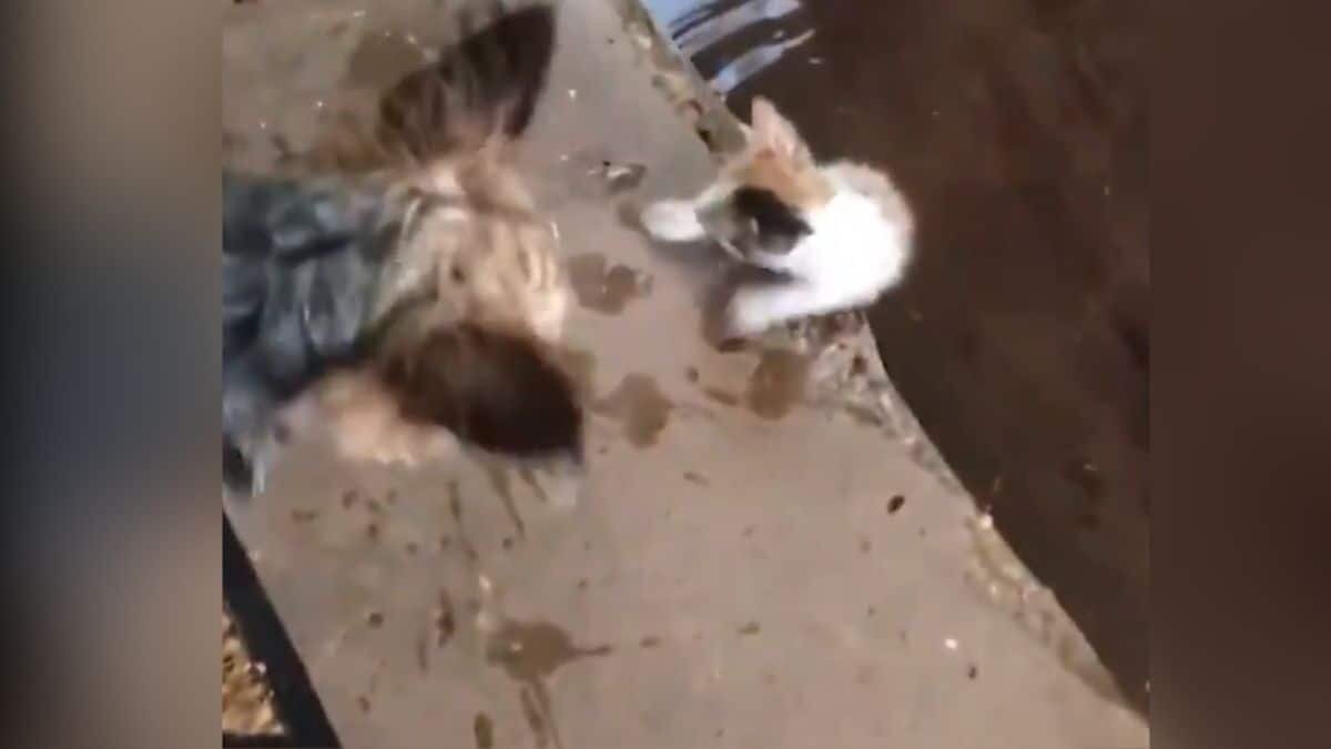 Perrito lleva a casa a gato bebé para que sea adoptado