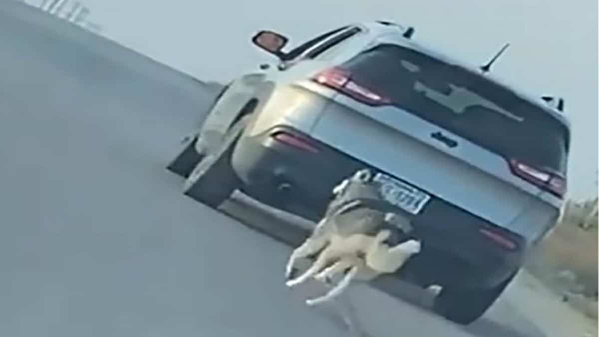 Un video captó el momento en que un par de sujetos abandonan a un perro en el desierto.