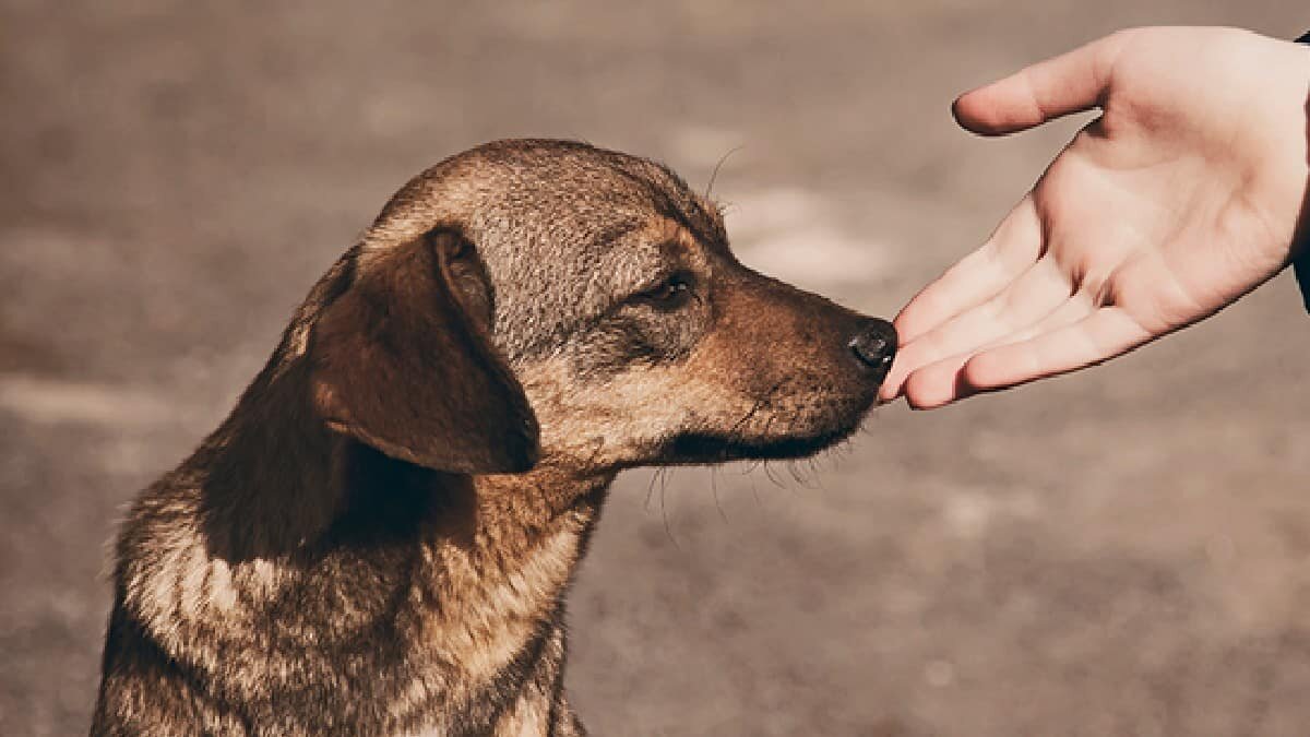 El joven se volvió viral al mostrar su calidad humana y proteger del frío a los indefensos animales.