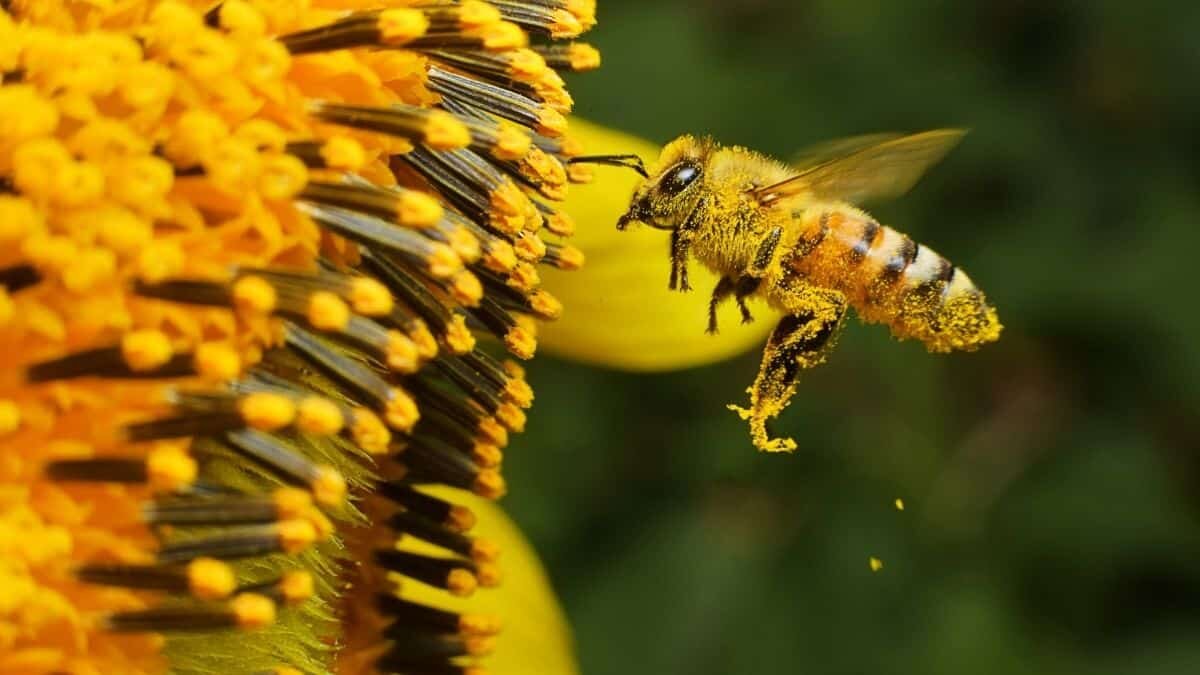 10 datos que pocos conocen de las abejas
