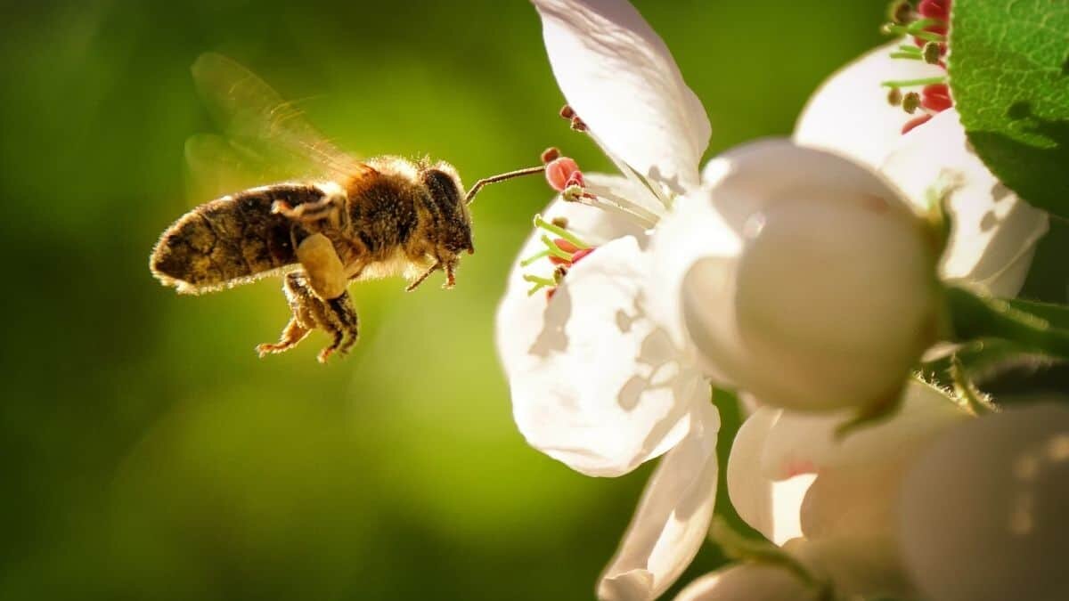 10 datos que pocos conocen de las abejas