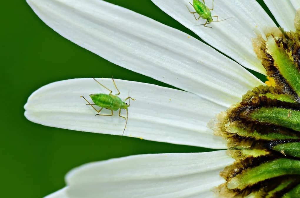 Estos son algunos remedios para pulgones en tus plantas