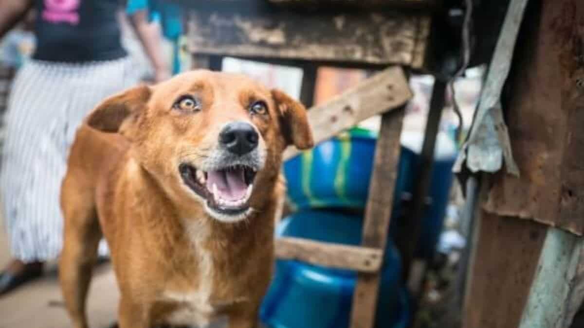 Indigente protege a sus perritos del frío con costales