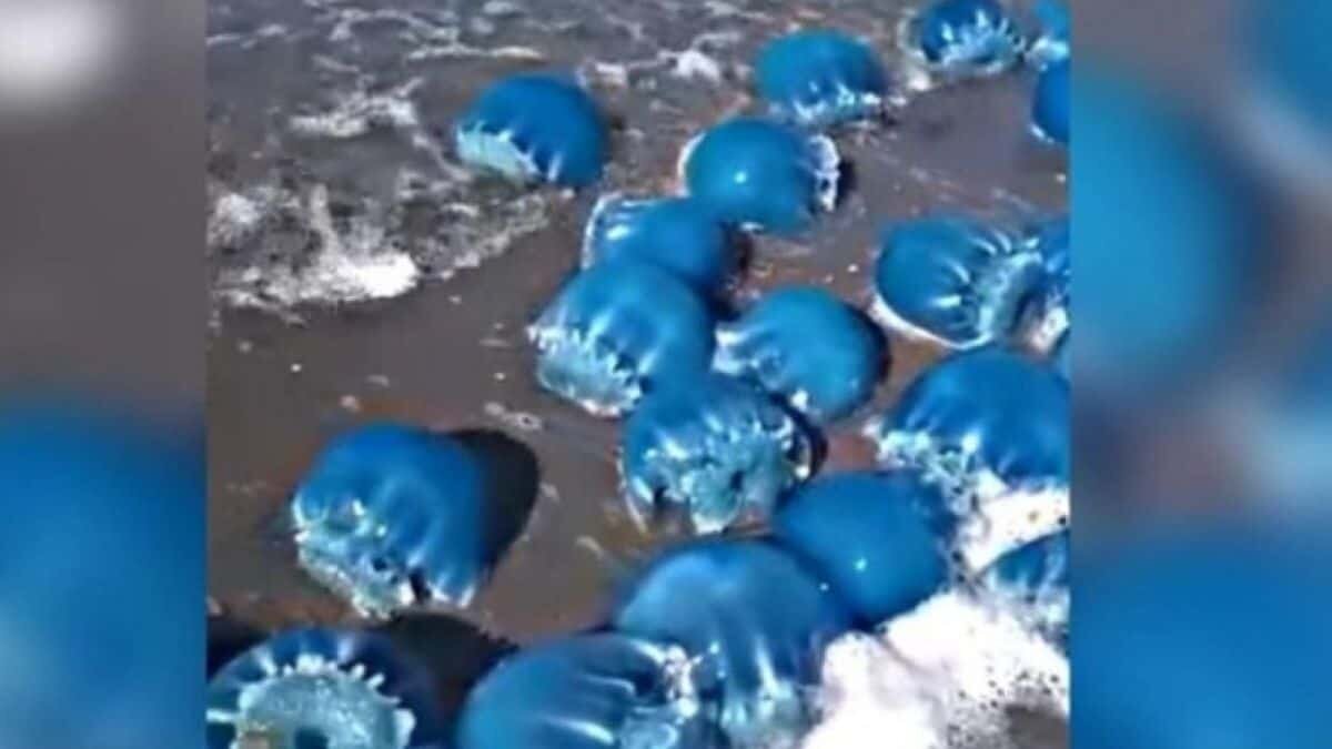¡Impresionante! Encuentran medusas azules en Baja California Sur (Video)