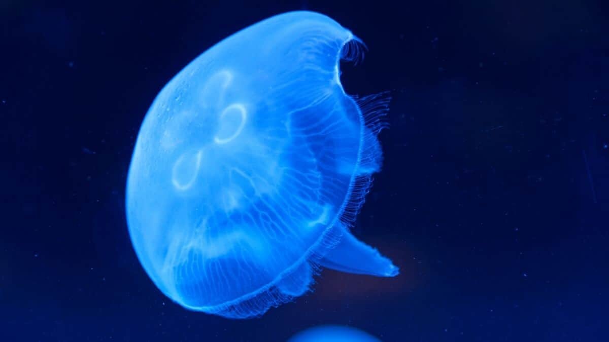 ¡Impresionante! Encuentran medusas azules en Baja California Sur (Video)