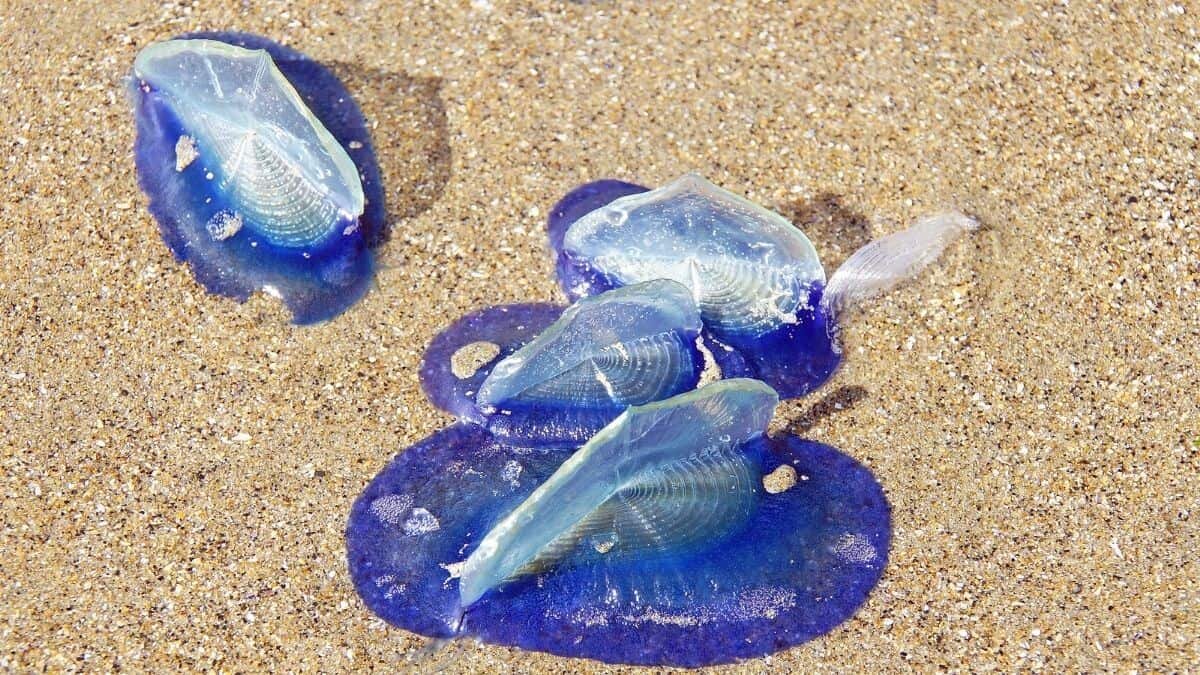 ¡Impresionante! Encuentran medusas azules en Baja California Sur (Video)