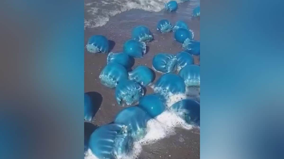 ¡Impresionante! Encuentran medusas azules en Baja California Sur (Video)