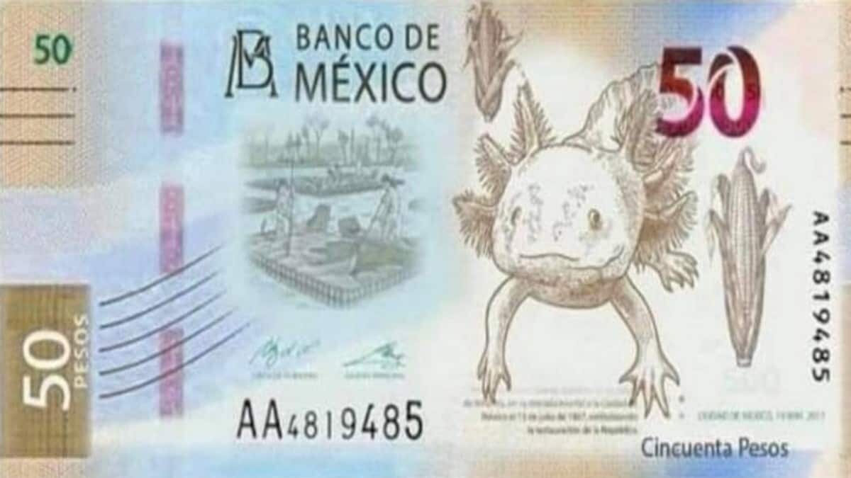 En redes sociales ya circulan las imágenes de los nuevos billetes de 20 y 50 pesos, los cuales se prevé sean presentados en septiembre.