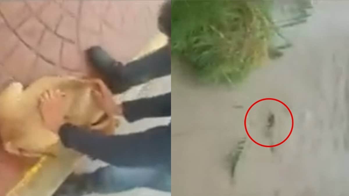 Buscan a hombre que lanzó un perrito a río en SLP (Video)