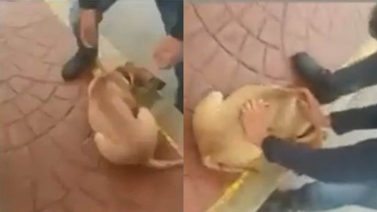 Buscan a hombre que lanzó un perrito a río en SLP (Video)