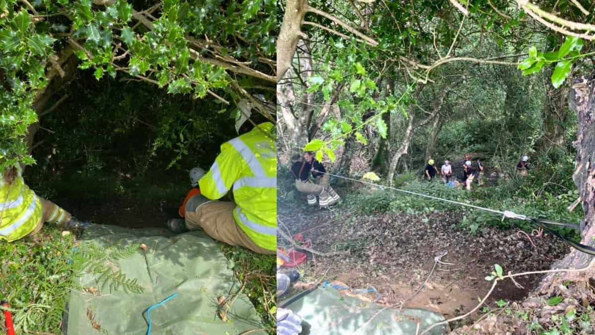 Gatito maúlla para pedir ayuda porque su dueña cayó a un barranco