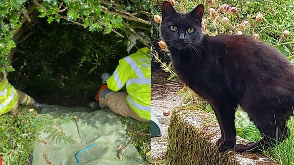 Cae abuelita a un barranco y su gatito maúlla para pedir ayuda