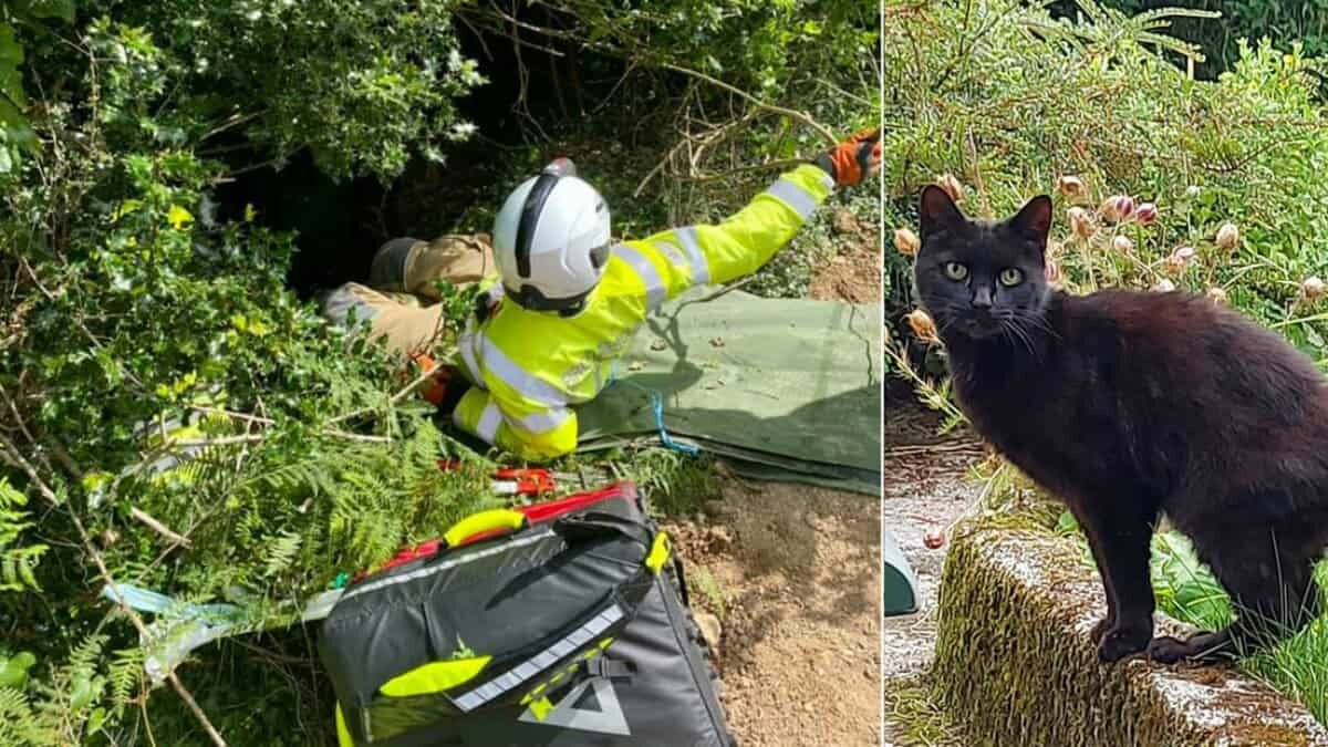 Cae abuelita a un barranco y su gatito maúlla para pedir ayuda