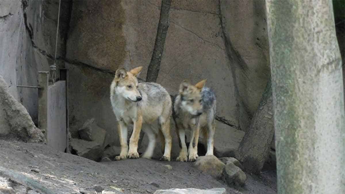 Conoce los nombres de los lobitos nacidos en Chapultepec (Video)