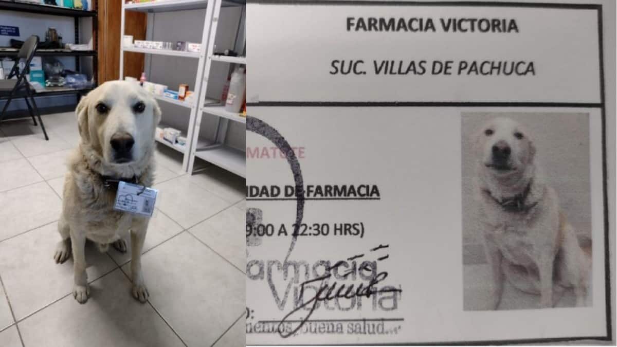 El adorable perrito fue adoptado por los empleados de la farmacia luego de que se la pasaba horas en el establecimiento.