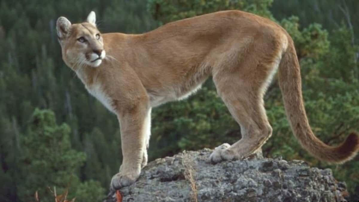 Muere niño mazateco por ataque de un puma en Oaxaca