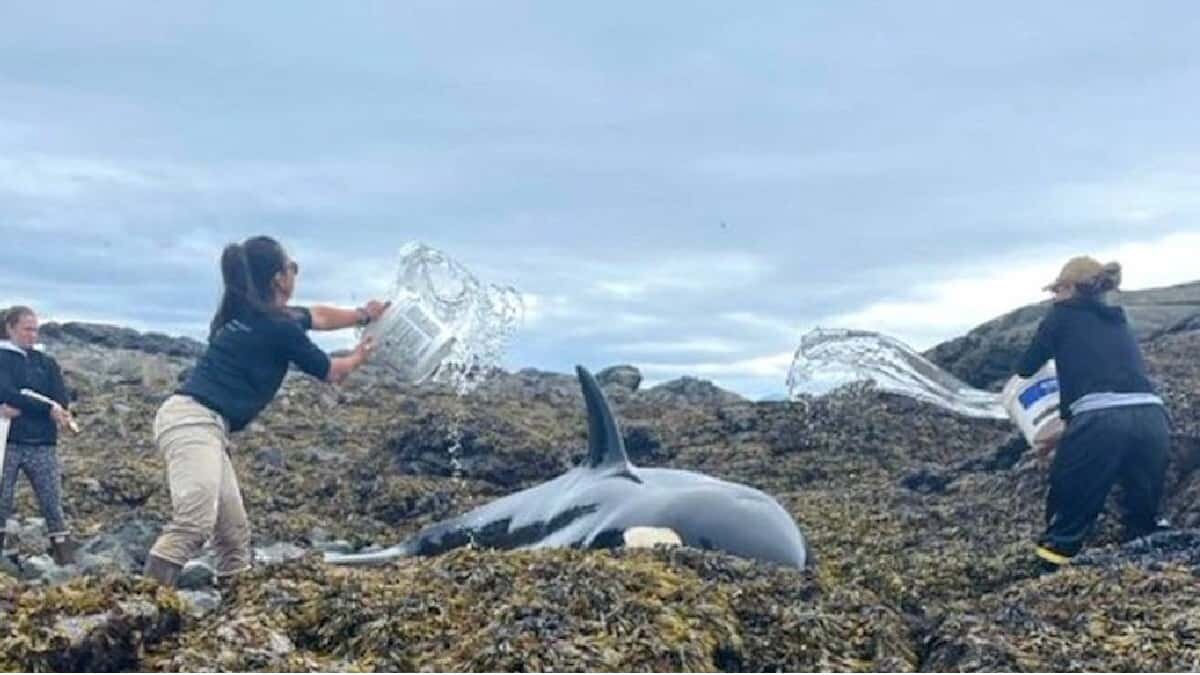 El animal al parecer quedó atrapado cuando cazaba en la costa de Alaska, pero afortunadamente pudo ser rescatado.