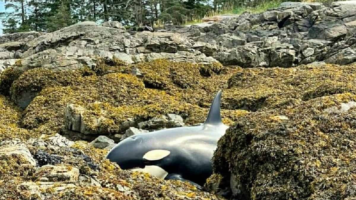 El animal al parecer quedó atrapado cuando cazaba en la costa de Alaska, pero afortunadamente pudo ser rescatado.