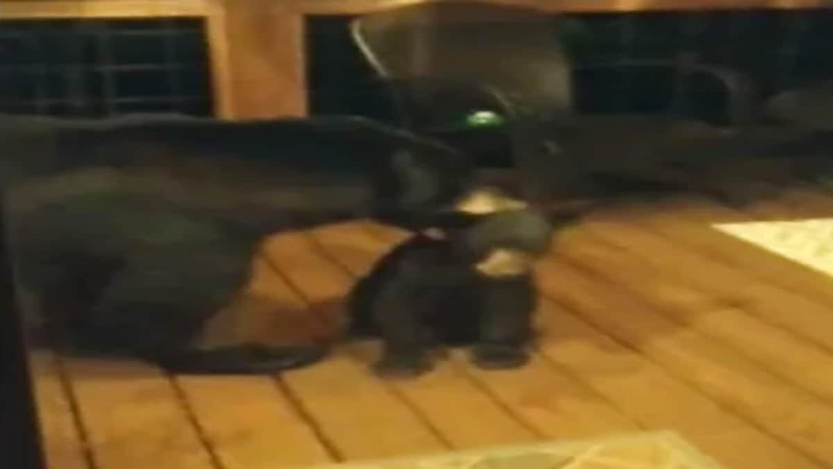 La tierna historia fue captada por los humanos que el osito fue a visitar de forma inesperada.