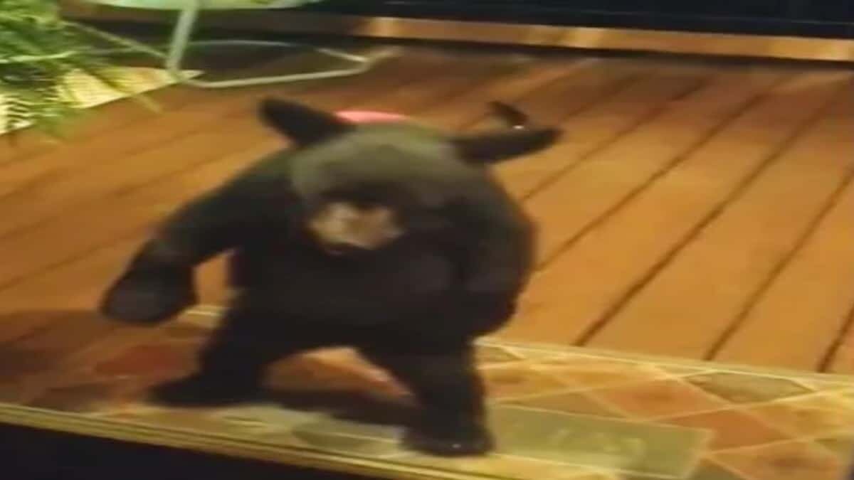 La tierna historia fue captada por los humanos que el osito fue a visitar de forma inesperada.