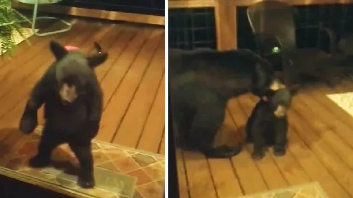 La tierna historia fue captada por los humanos que el osito fue a visitar de forma inesperada.