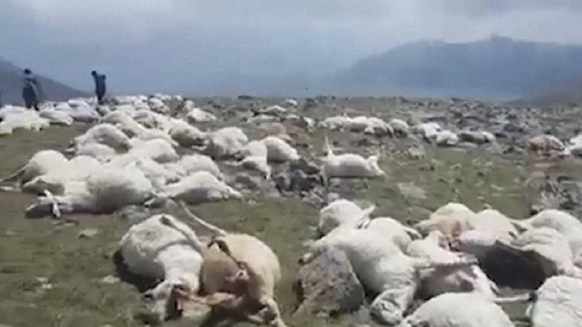 Los animales descansaban en la ladera de una montaña cuando fueron alcanzadas por el potente rayo.
