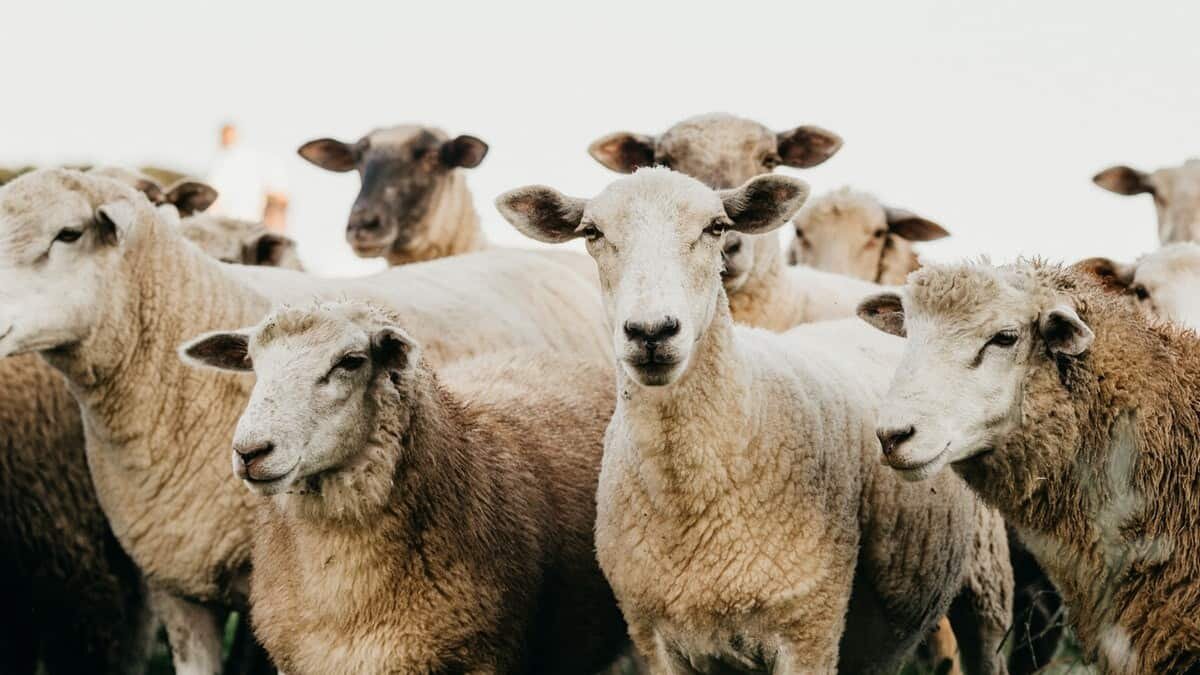Los animales descansaban en la ladera de una montaña cuando fueron alcanzadas por el potente rayo.