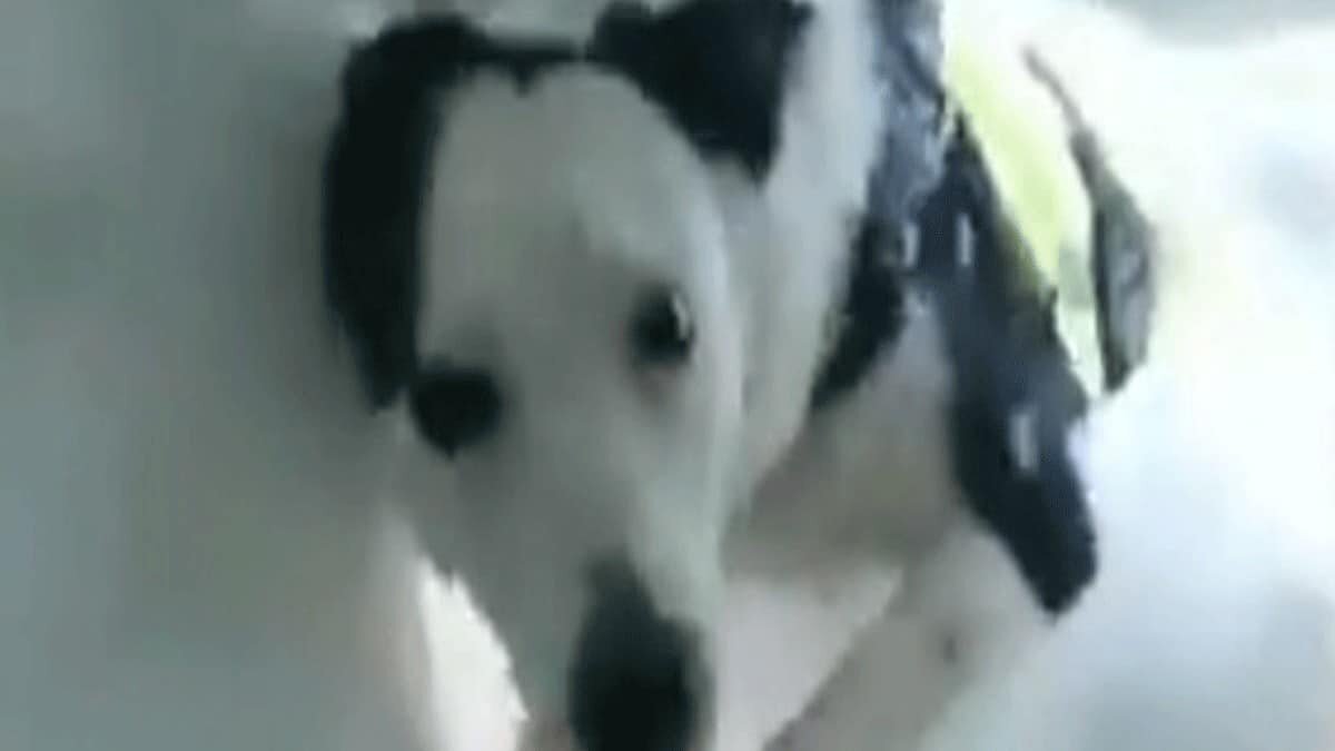 El rescate resultó ser un ejercicio de entrenamiento del animal, el cual pertenece a una organización dedicada a brindar ayuda.