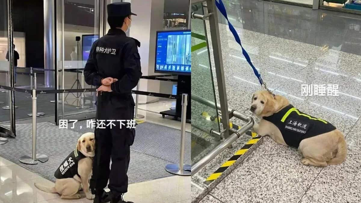 Perro de seguridad se queda dormido en horario laboral (Fotos)