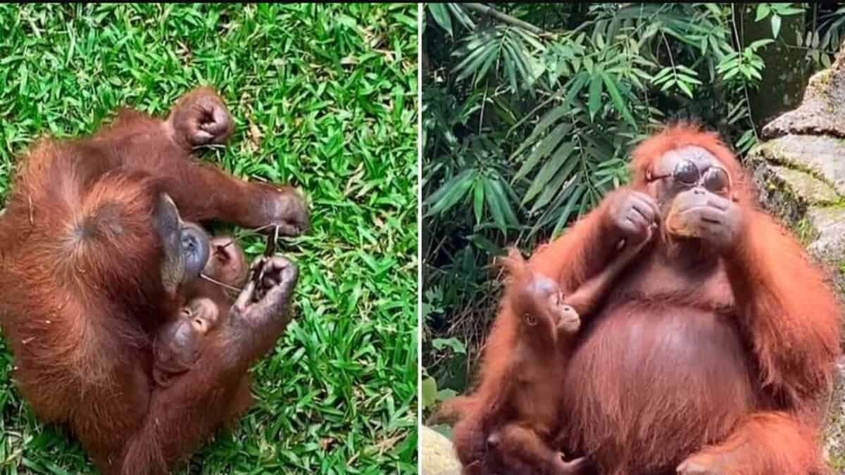 Orangután se prueba y modela unos lentes de sol (Video)
