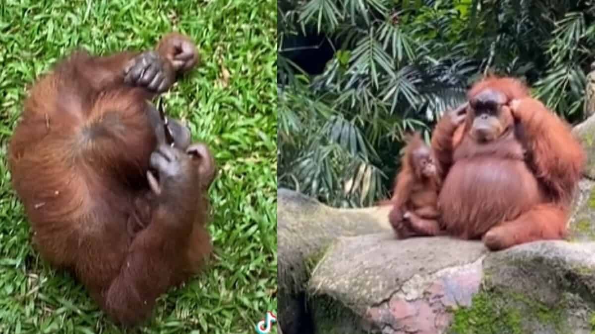 ¡Que mona! Orangután se prueba y modela unos lentes de sol (Video)