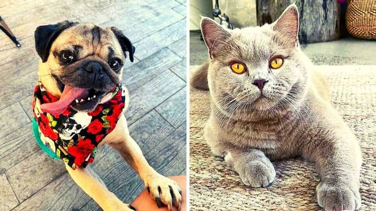 millonarios ‘petfluencers’ que mantienen a sus dueños