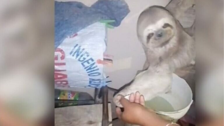 Familia despierta con un perezoso