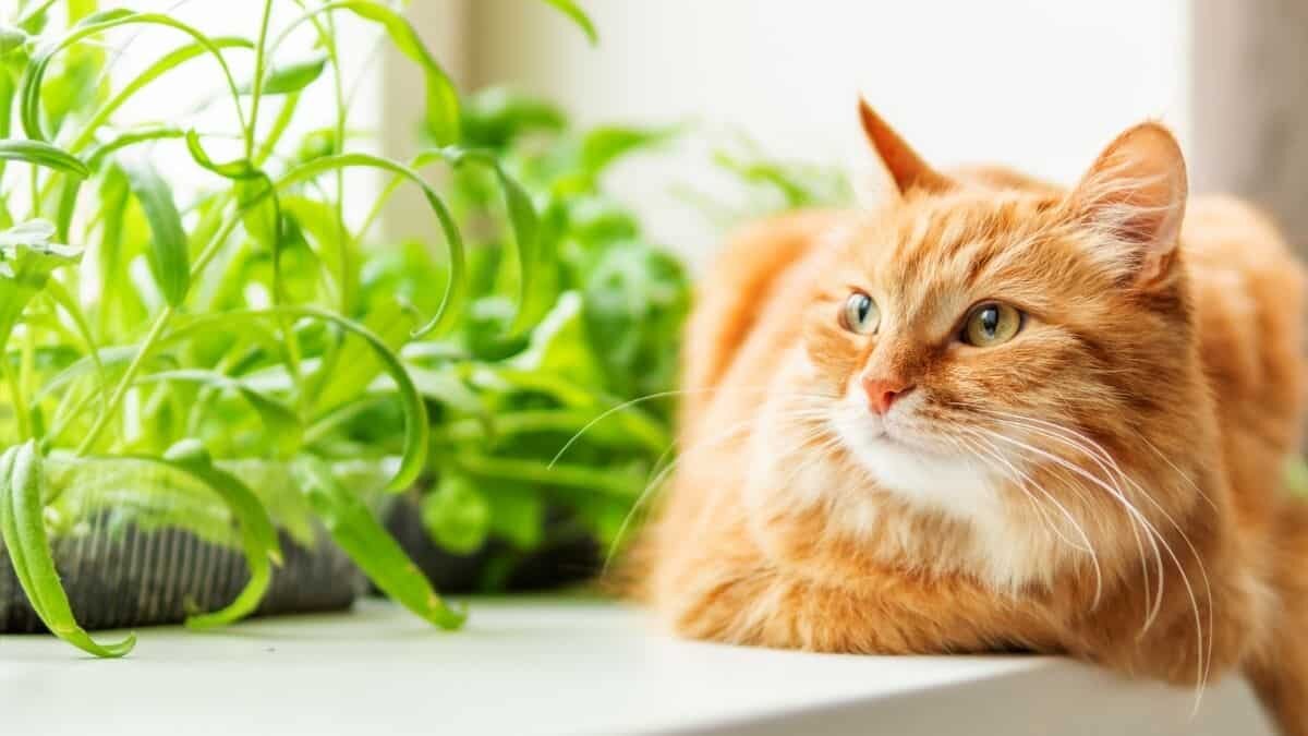 Aquí te decimos cómo entender a tu gato a través de su lenguaje corporal