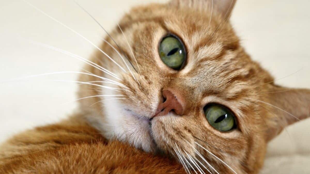 Aquí te decimos cómo entender a tu gato a través de su lenguaje corporal