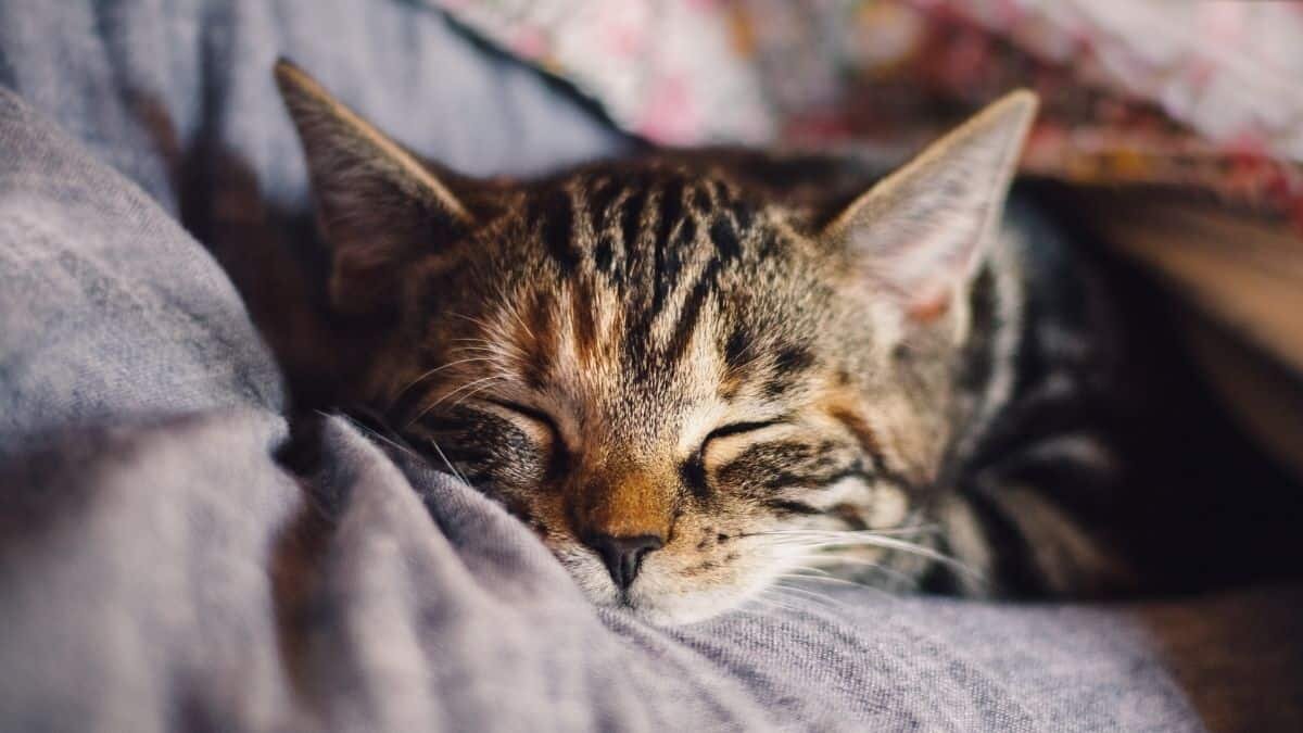 Aquí te decimos cómo entender a tu gato a través de su lenguaje corporal