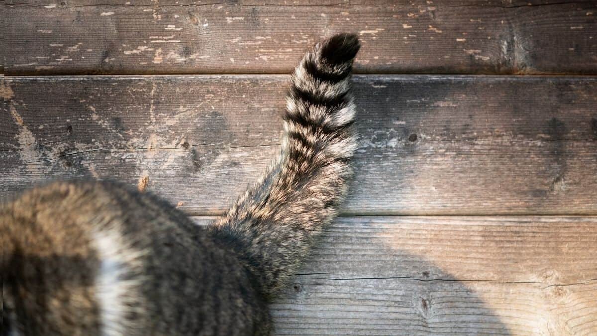 Aquí te decimos cómo entender a tu gato a través de su lenguaje corporal