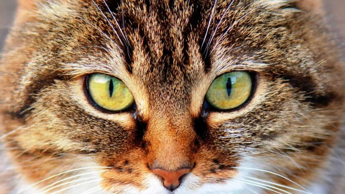 Aquí te decimos cómo entender a tu gato a través de su lenguaje corporal